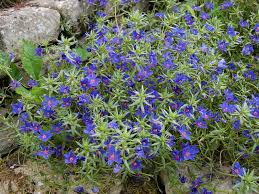 Image result for Anagallis pumila