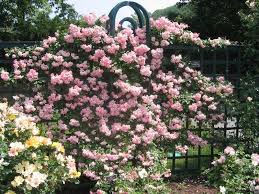 Check spelling or type a new query. Climbing Pinkie Climbing Roses Polyantha Rose Island Rose