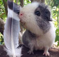 Pin On Guinea Pigs