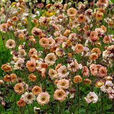 Use in beds and borders as well as in pots, containers and window boxes. Geum Mai Tai Dorset Perennials