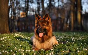 White german shepherd from white sheets of german shepherd dog from canada and i hope you like and enjoy this beautiful domestic dog latest full hd images wallpapers collections. 45 Free German Shepherd Wallpaper Pictures On Wallpapersafari