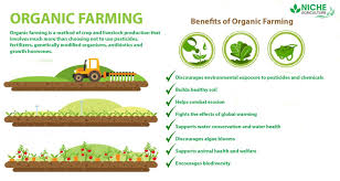 Oragnic Farming In 2020 Benefits Of Organic Farming Farming Technology Organic Farming