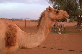 In the biblical story of joseph (genesis 37:25) tells us of. Scripture Alphabet Of Animals The Camel Lee S Birdwatching Adventures Plus