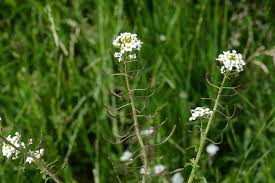 Image result for Nasturtium microphyllum