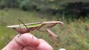 Then, she drew an egg hatching. Praying Mantis Laying Egg Case 092719 Youtube