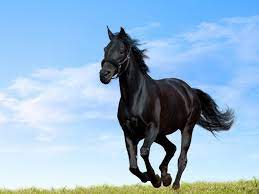 Horse Good Time Lifespan Of Horses