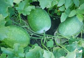 You can find winter melon at chinese supermarkets. Winter Melon Alchetron The Free Social Encyclopedia