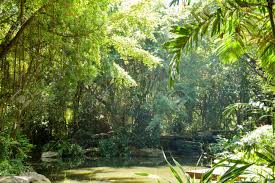 Thailand's exotic nature attracts everyone with its diversity and amazing beauty. Nature Forest In Bangkok Thailand Stock Photo Picture And Royalty Free Image Image 49215451