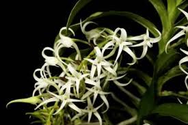 Image result for Cyrtorchis