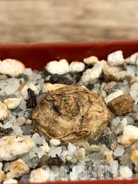 Image result for Dorstenia psilurus