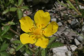Altri nomi di fiori gialli. Potentilla Reptans Wikipedia