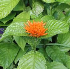 Image result for Justicia spicigera