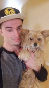 Labrador dog steals owner's hoodie in a funny moment