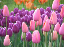 Menurut sejarah bunga tulip ditemukan pada masa pemerintahan kekhilafahan turki utsmani. Bunga Tulip Terindah Di Dunia Alam Mentari Beautiful Flowers Tulips Flowers Amazing Flowers