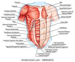 And, yes, you do what to build strong chest (a.k.a. Stomach Muscle Chart Rasem