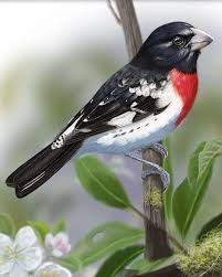 Black And White Bird With Red Throat Ontario Rose Breasted Grosbeak Whatbird Com