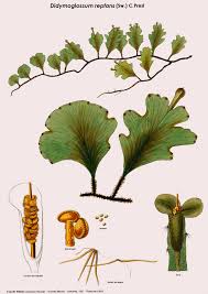 Image result for Didymoglossum erosum