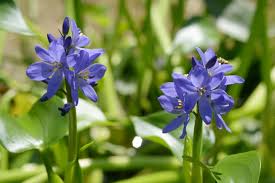 Image result for Monochoria