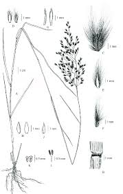 Image result for Melinis repens