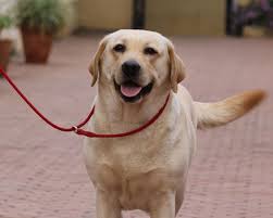 Golden retriever puppies houston price. Labrador Lovers Abnave Kennel Champion Quality German Shepherd Pups For Sale Kolkata Why I Golden Retriever Facts Labrador Retriever Puppies Golden Retriever