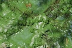 Image result