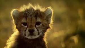 Belgeseller Hayvanlar Doga Animals Documentary Panosundaki Pin
