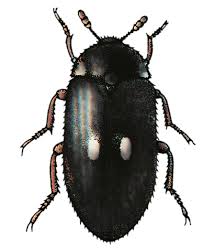 Wollkrautblütenkäfer (anthrenus verbasci) mit larve (rechts) kabinẹttkäfer, anthrenus, gattung 2† †™4,5 mm langer, ovaler, meist auf schwarzem grund hell. Neocid Schadlingslexikon Pelzkafer Teppichkafer Neocid Swiss