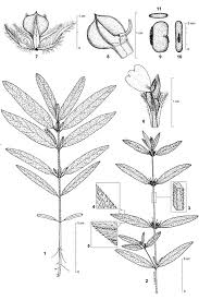 Image result for Pogonospermum ciliatum