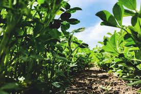 Its got some great bones including a pond, a few fruit trees, chickens and ducks, and some fencing. How To Plan And Build A Permaculture Fruit Guild