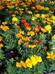 Image result for Tagetes erecta