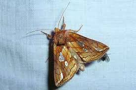 Image result for Plusia putnami