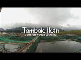 Contoh danau di negara kita sebagai penghasil ikan air tawar antara lain danau poso dan danau tempe di sulawesi. Tambak Ikan Perairan Waduk Saguling Air Sedang Surut Hayu Welah Youtube