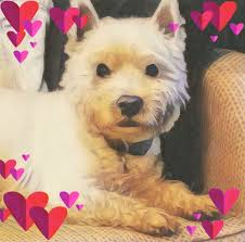 Hi I recently saw someone that advertised raw dog food