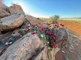 Image result for Coccinia rehmannii