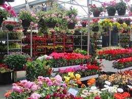 Flowers At Atwater Market Plant Nursery Garden Center Greenhouse Gardening