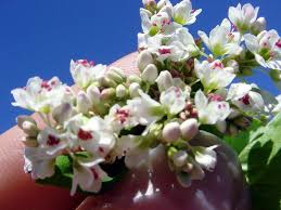 Image result for Fagopyrum esculentum