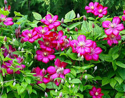 We did not find results for: Clematis Rouge Cardinal De Groot Inc Perennials Daylilies Fruits Vegetables Shrubs Bulbs