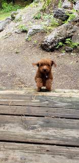 We can also drive him to your home for $1 a mile round trip!! Teddy Bear Puppies For Sale In Maine Bmo Show