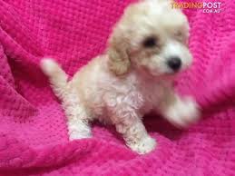 We did not find results for: Toy Parti Poodle