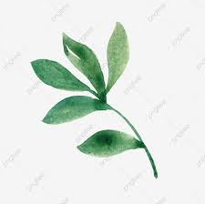الورقة الخضراء صور الزعتر المواد خضرة فنية اوراق خضراء ورقة الشجر png والمتجهات للتحميل مجانا leaf clipart plant leaves green watercolor