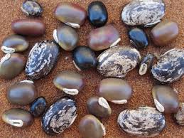 Image result for Mucuna