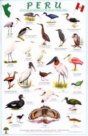 Wetlands Birds Of Peru Wild Birds Beautiful Birds Pet Birds