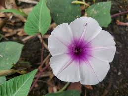 Image result for Ipomoea aquatica