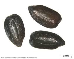 Image result for Cassia burttii