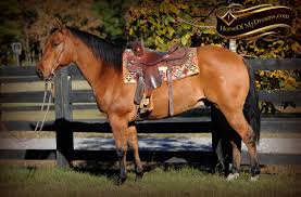 Beautiful buckskin gelding this is fedex aka freds heart of gold he is a. Sold Horses Horse Of My Dreams