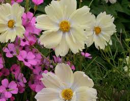 Image result for Cosmos bipinnatus