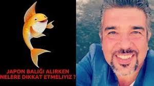 Canlı renkleri ve meraklı halleri ile akvaryumumuza hareket katan japon balıklarının hem sağlıksız akvaryum koşulları hem de hijyen eksikliği sebebi ile yaşam süreleri kalitesiz ve kısa olabiliyor. Japon Baligi Alirken Nelere Dikkat Etmeliyiz Internetten Akvaryuma Balik Almak Riskli Mi Alisverisi Youtube