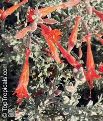 Image result for Epilobium salignum