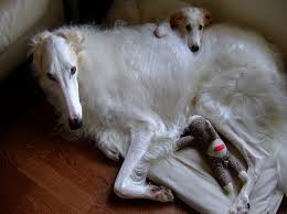 Hound Dogs Running The Puppy Came To The Home Pet Dogs Puppies Dogs Borzoi