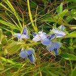 Image result for Crotalaria polysperma